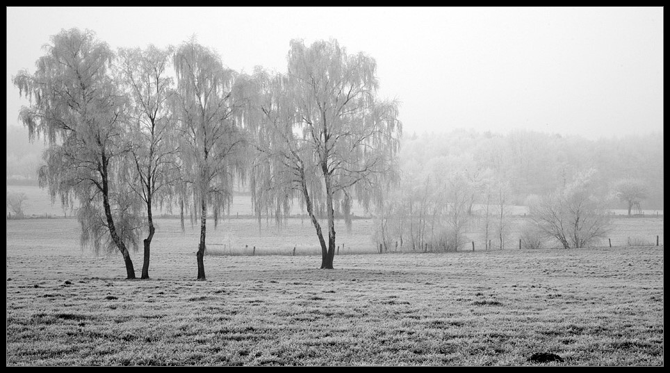 Rauhreif und Nebel