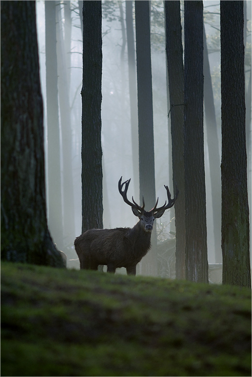 Rothirsch im Nebel