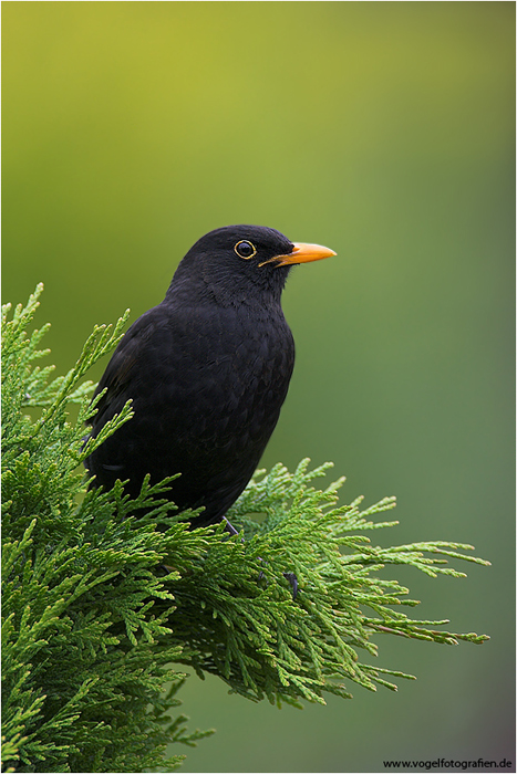 Amsel...