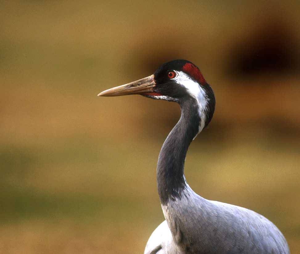 Kranich (Grus grus) Wildlife