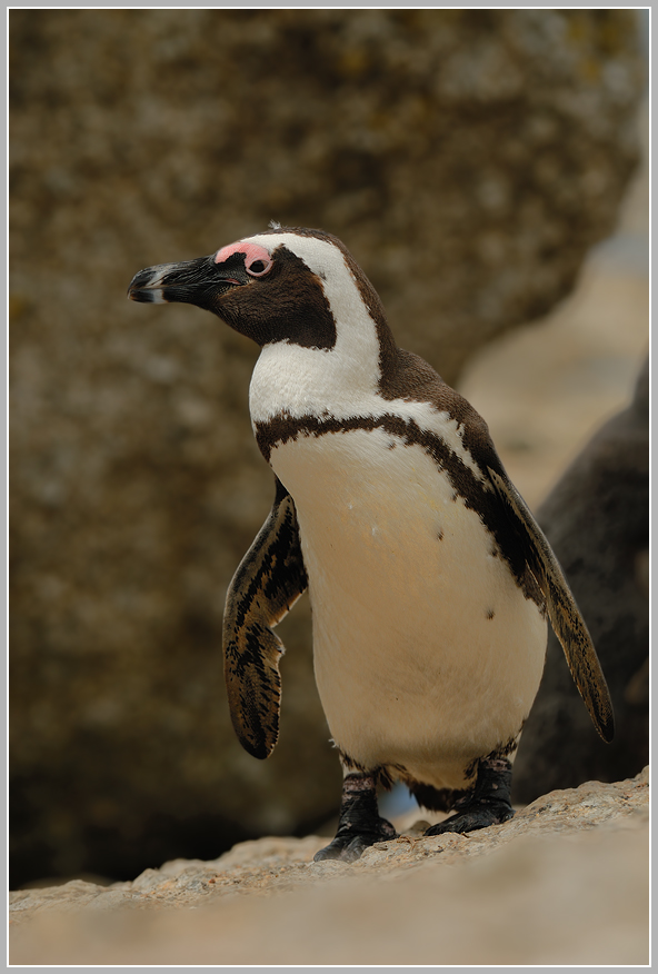 Brillenpinguin (Spheniscus demersus)