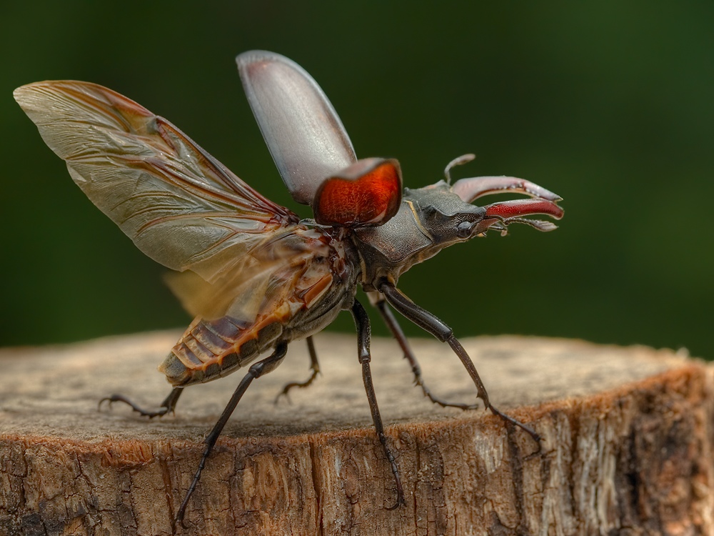 Hirschkäfer vor dem Abflug