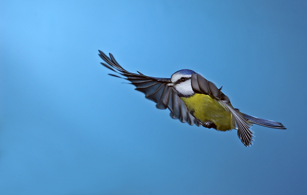 Blaumeise (Parus caeruleus)