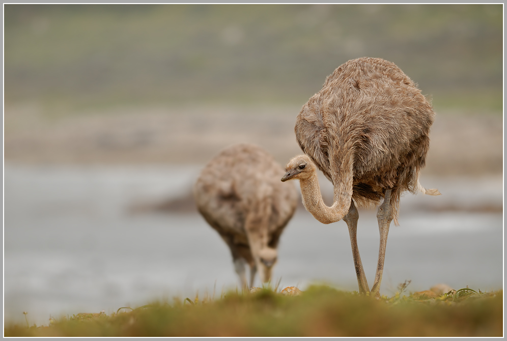 Afrikanischer Strauß (Struthio camelus)