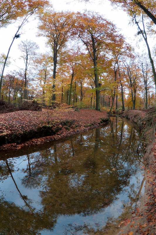 Bach im Wald