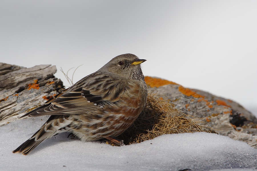 Alpenbraunelle (Prunella collaris)