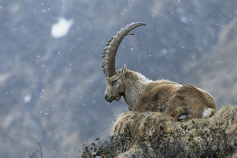 Alpensteinbock