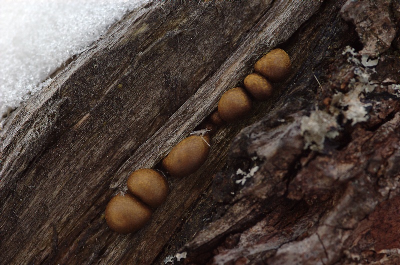 Blutmilchpilz