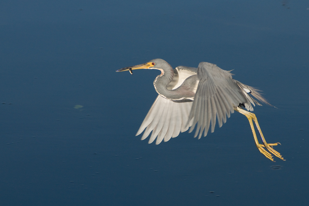 Dreifarbreiher (Egretta tricolor)