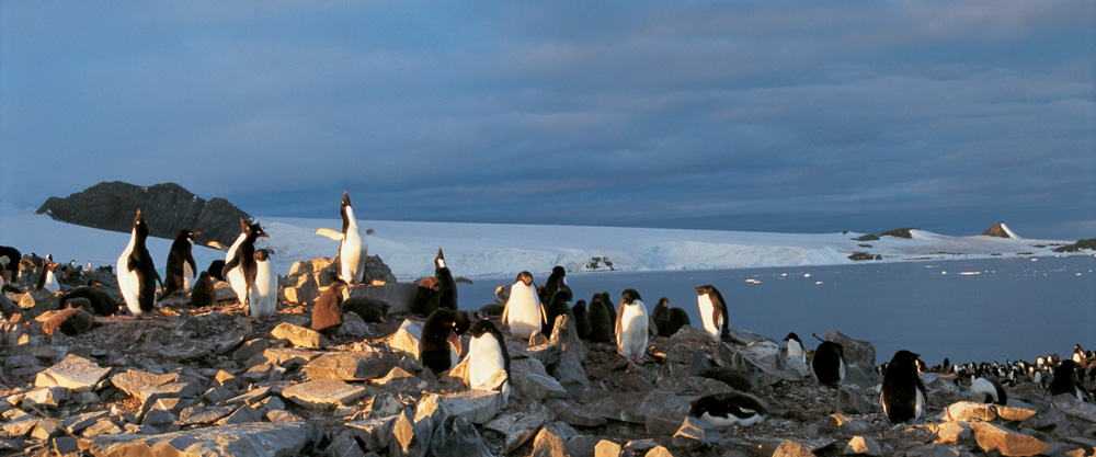 Adeliepinguine an der Hope Bay, Antarktis