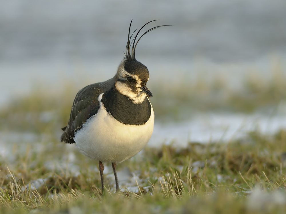 Kiebitz(Vanellus vanellus)