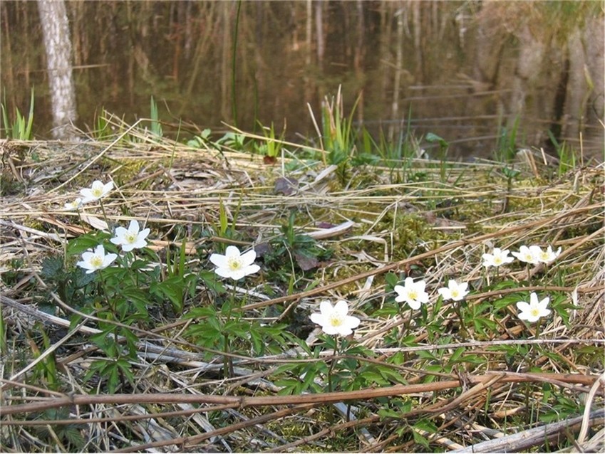 Anemone blande