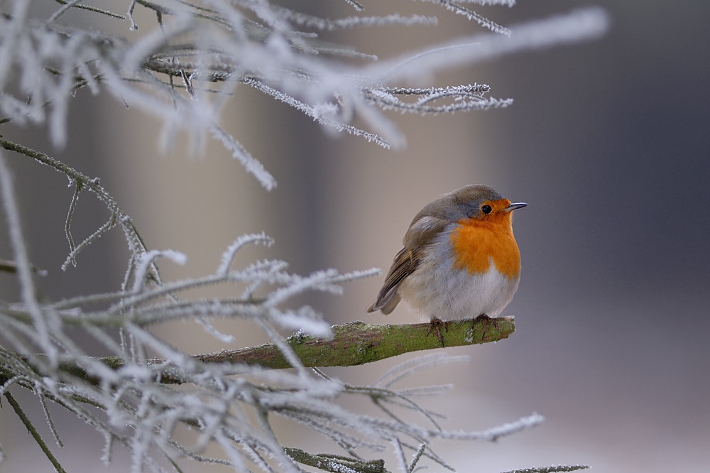 Rotkehlchen (Erithacus rubecula)