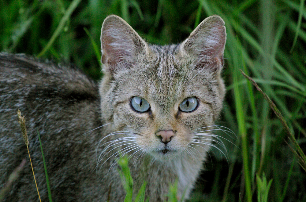 Wildkatze in freier Wildbahn (Nachschlag)