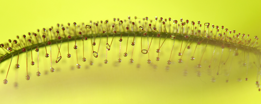 Drosera anglica