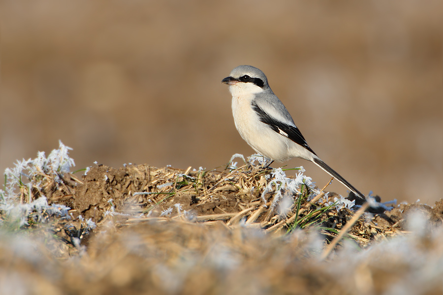 Nörlicher Raubwürger - Lanius excubitor