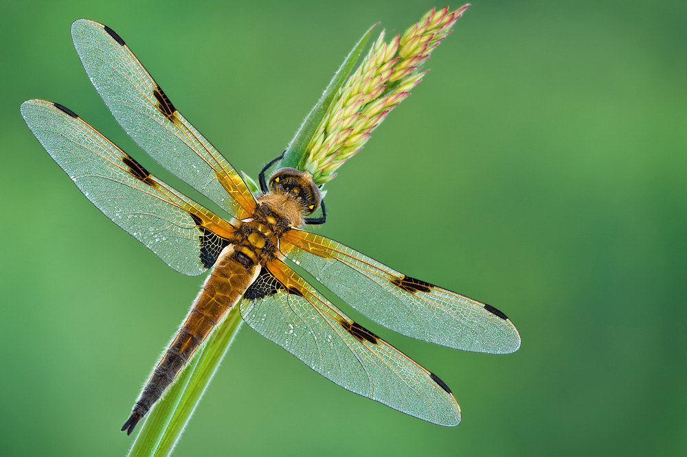 Vierfleck (Libellula quadrimaculata)