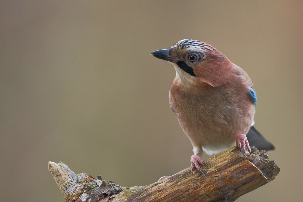 Eichelhäher (Garrulus glandarius)