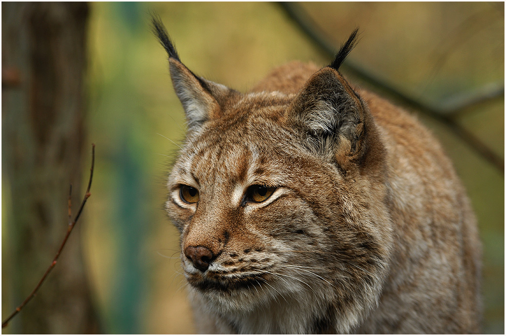 Luchs