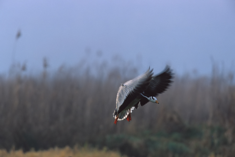 landende Streifengans (Anser indicus)