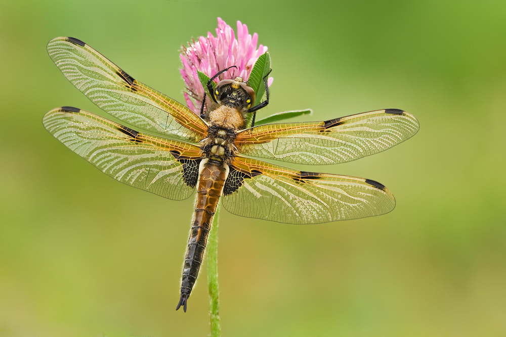 Vierfleck (Libellula quadrimaculata)