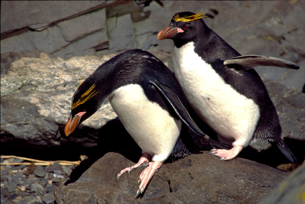 Macaronipinguine - "nun spring endlich"