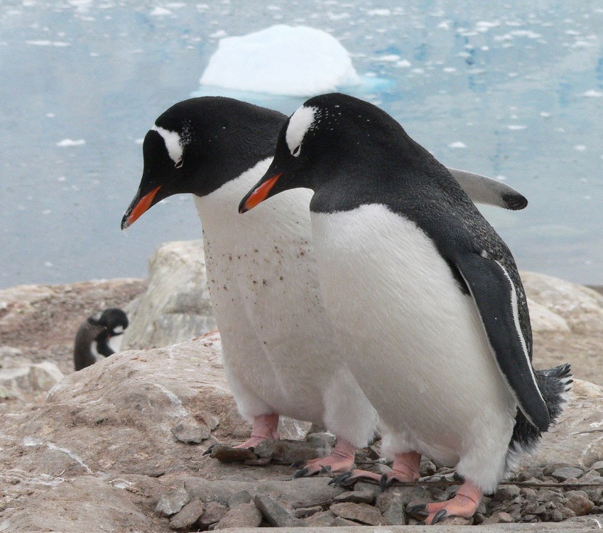 Im Gleichschritt - Eselspinguine