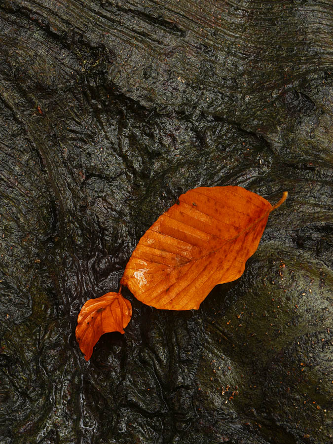 Regen im Herbst - II