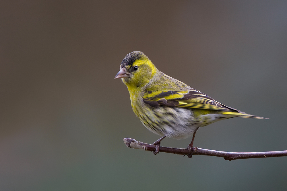 Erlenzeisig (Carduelis spinus)