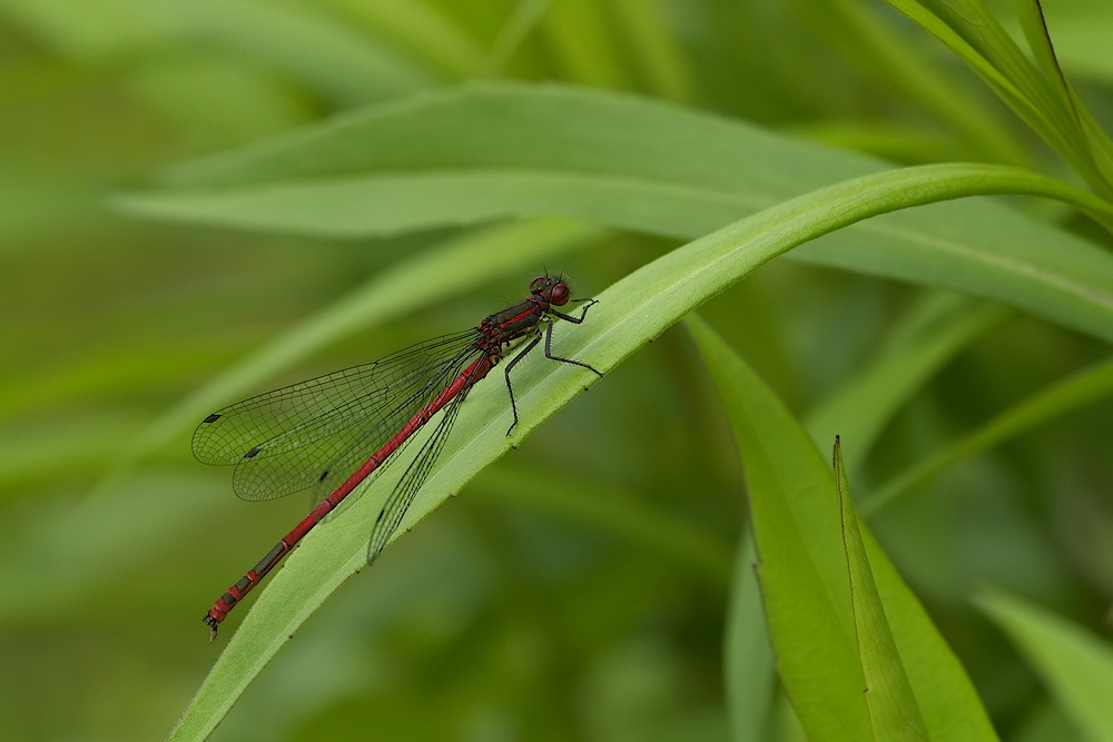 Frühe Adonislibelle