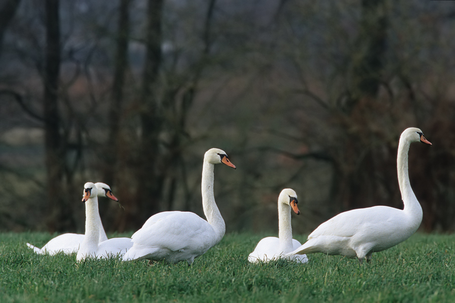 Höckerschwäne (Cygnus olor)
