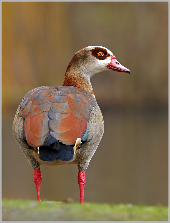Nilgans (wildlife)