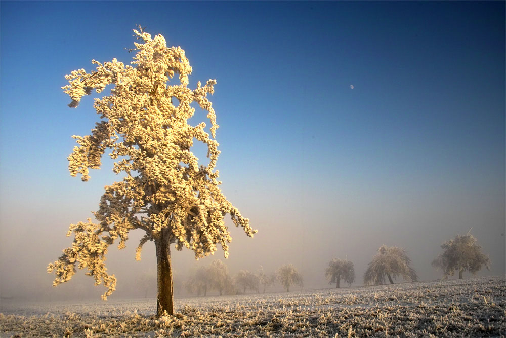 Birnenbaum im Rauhreif