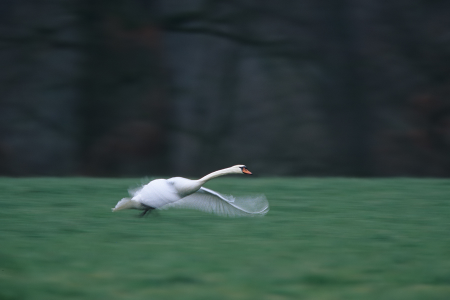 startender Schwan in der Dämmerung