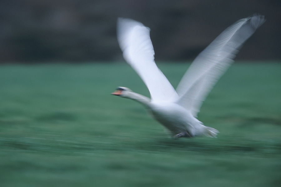 startender Schwan in der Dämmerung 2