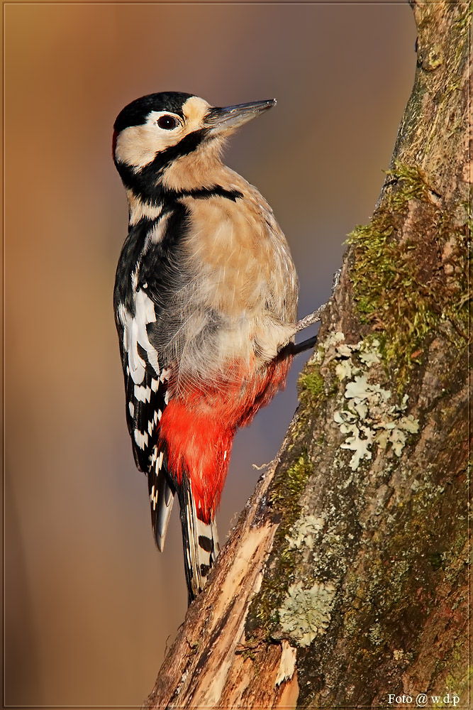 Buntspecht in der Wintersonne