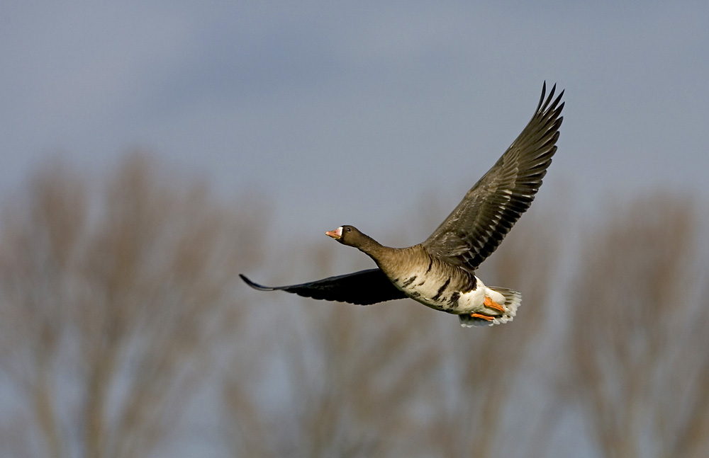 Blessgans im Vorüberflug