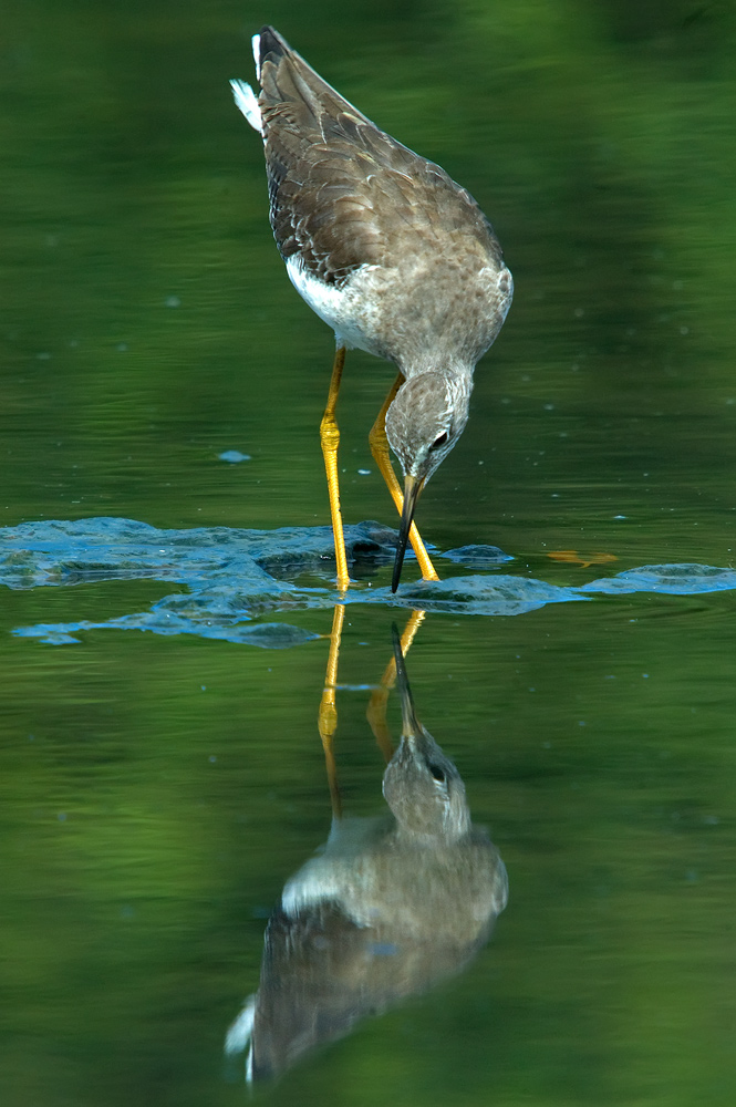 Gelbschenkel (Tringa flavipes)