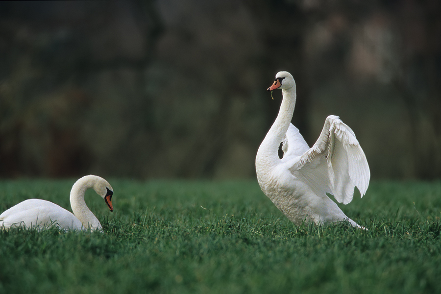 Schwanenpaar  (Cygnus olor)
