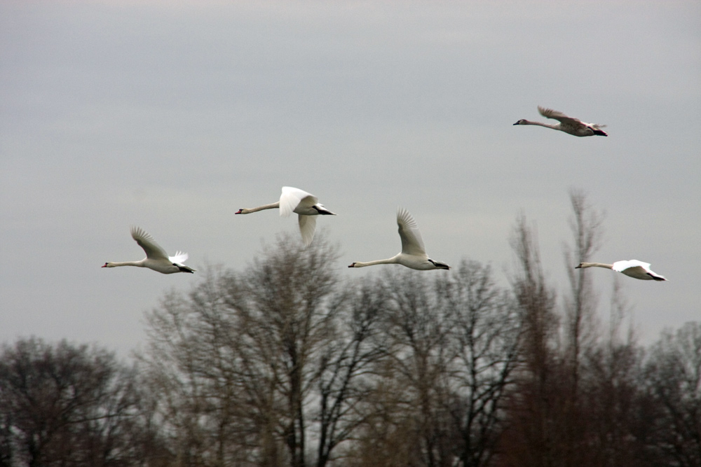 Schwanenflug