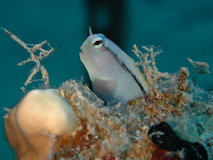 Blenny