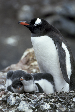 Eselspinguin mit zwei Jungen am Nest
