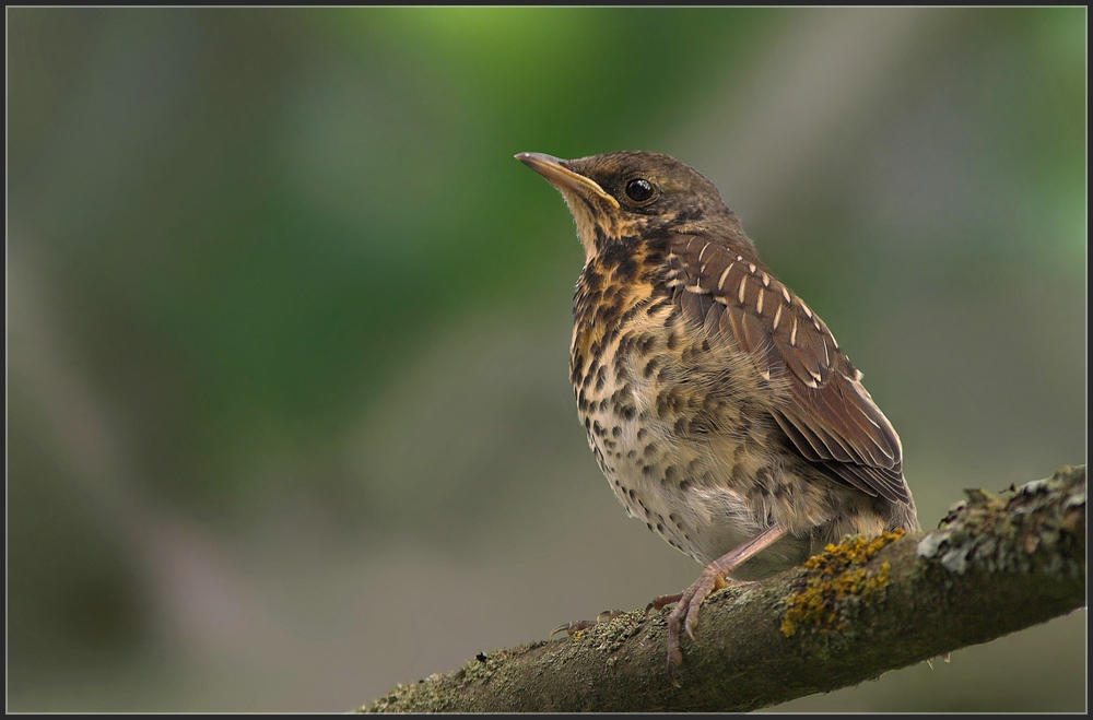 Juvenile Wachholderdrossel