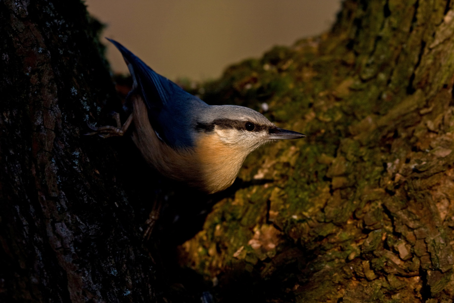 Kleiber im Abendlicht