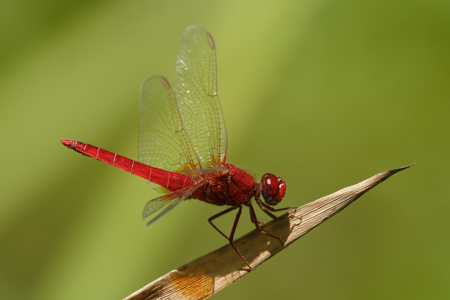 Feuerlibelle