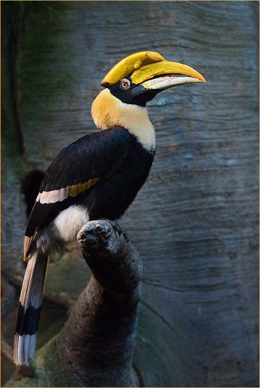 Doppelhornvogel