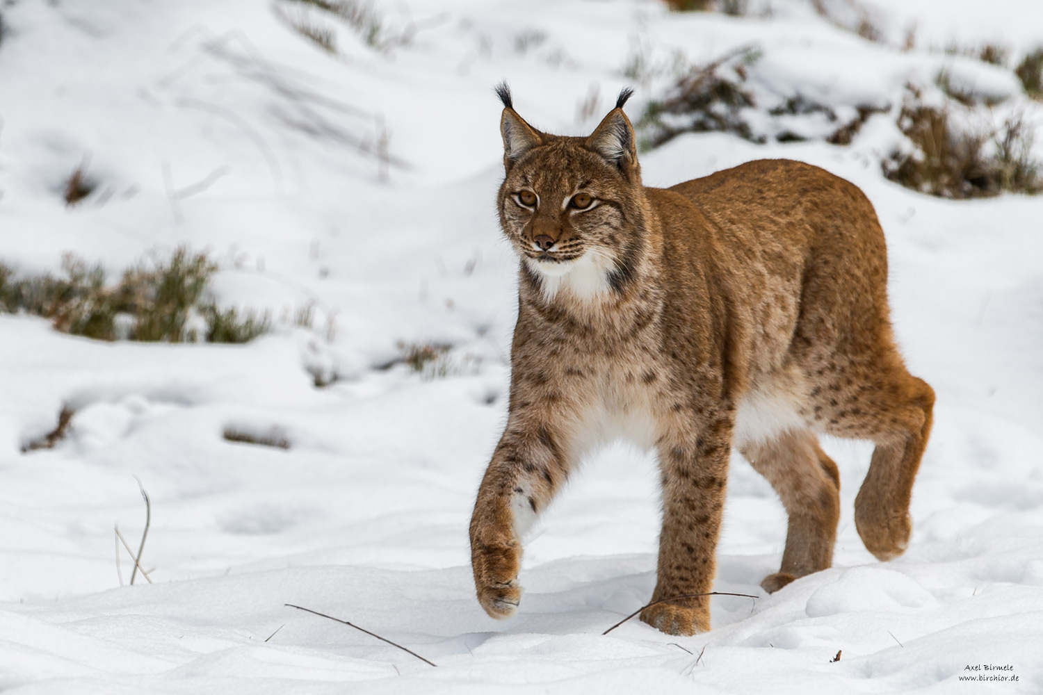 Luchs (Forum für Naturfotografen)