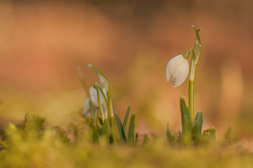 Frühlingsgefühle