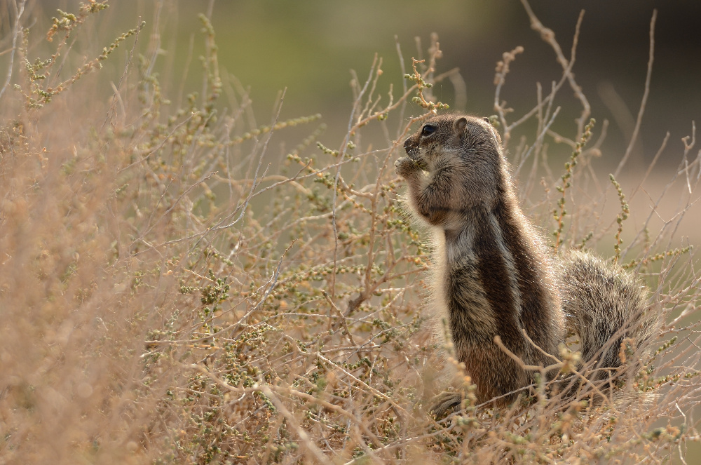 Streifenhörnchen