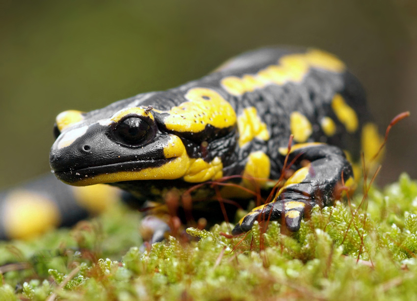 König der Amphibien